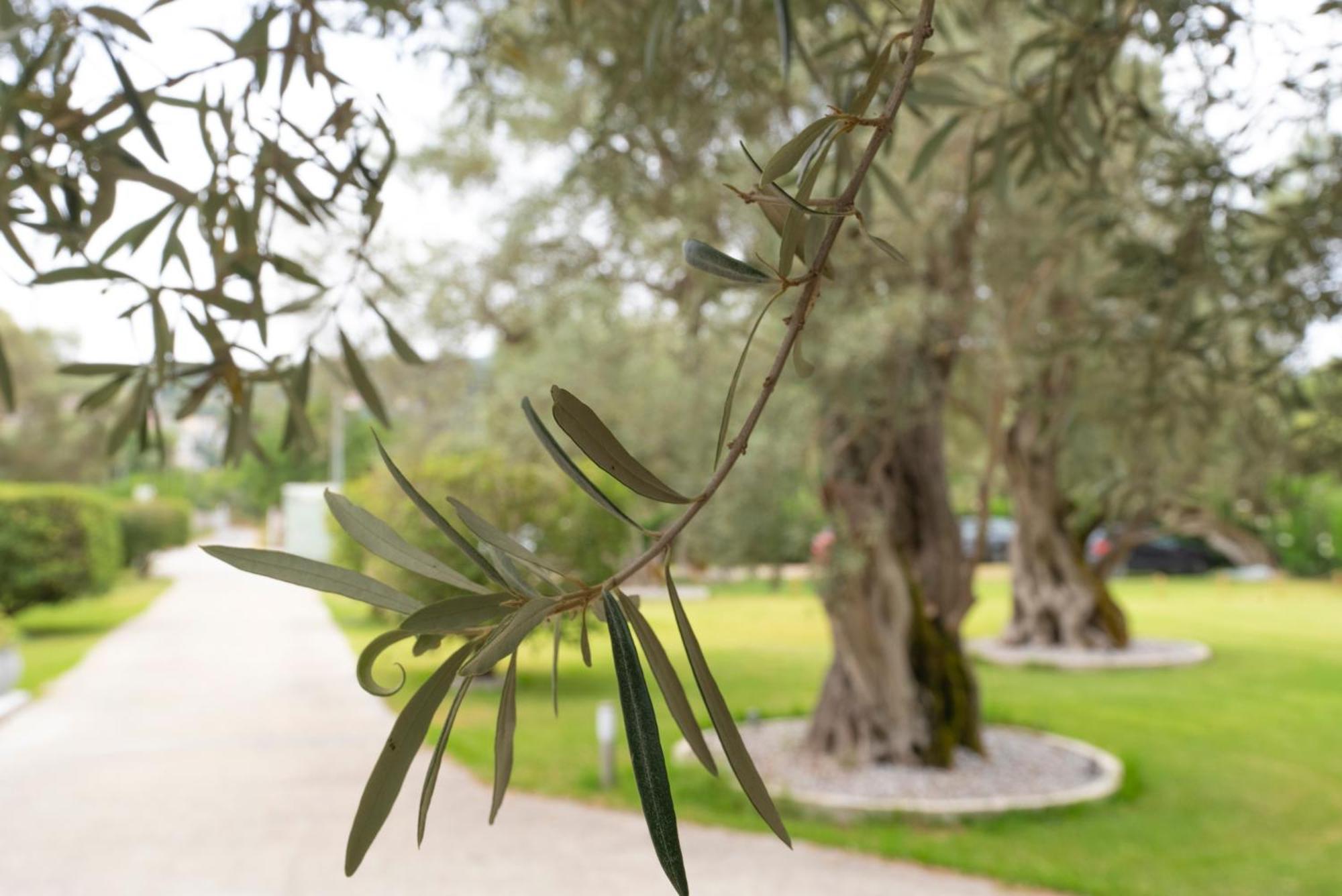Lefkáda Elaia - Apartments & Studios מראה חיצוני תמונה