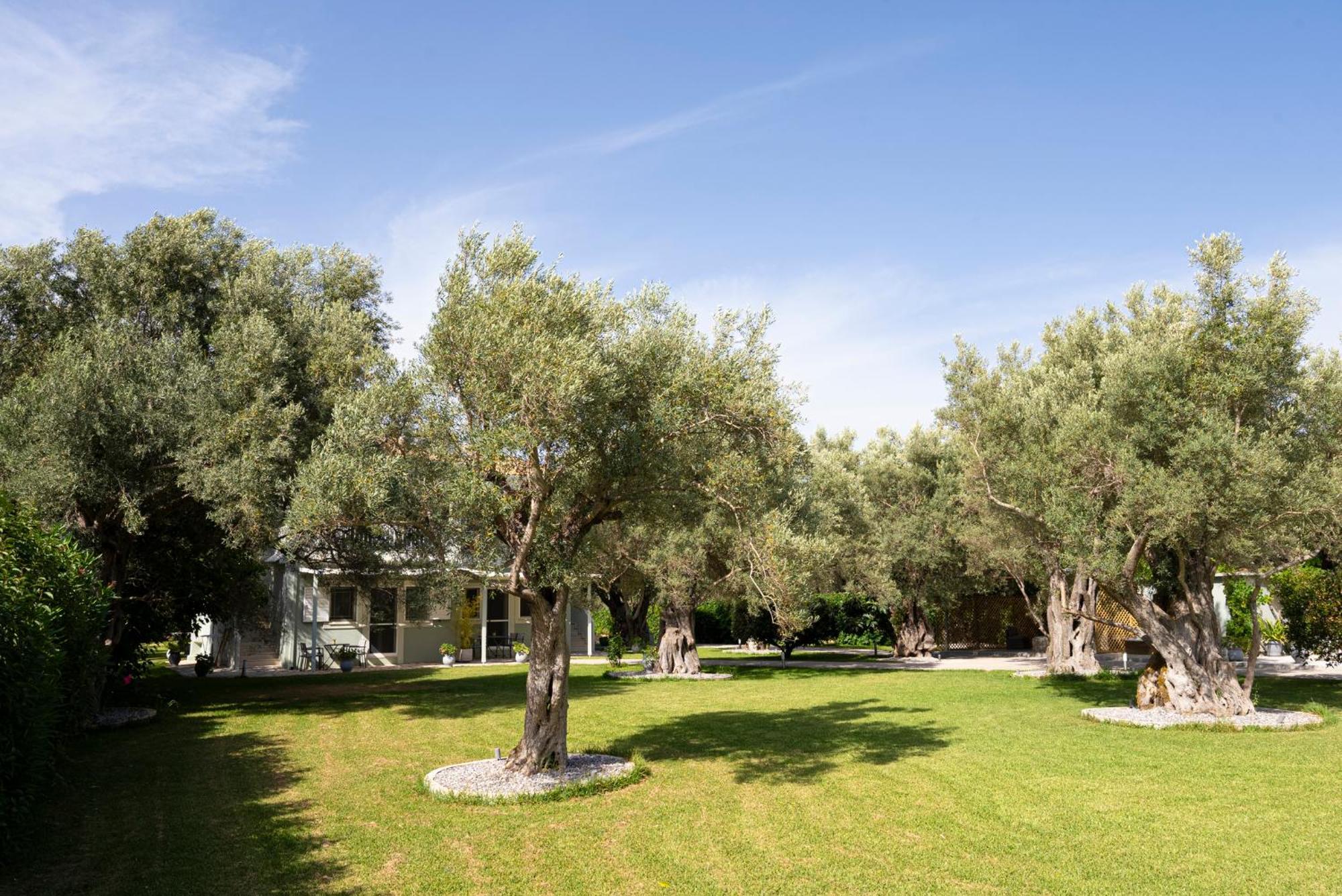 Lefkáda Elaia - Apartments & Studios מראה חיצוני תמונה